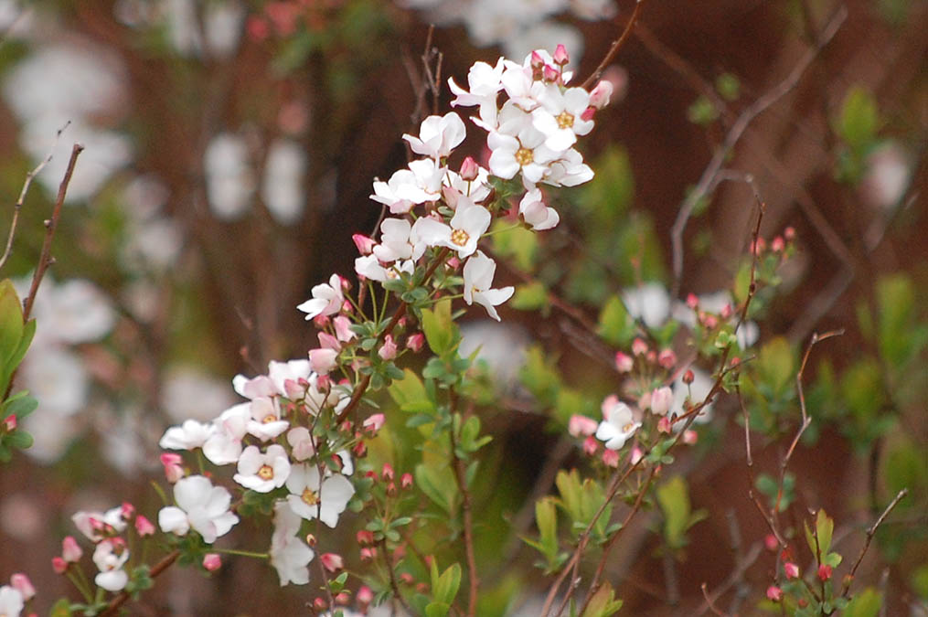 ユキヤナギの花