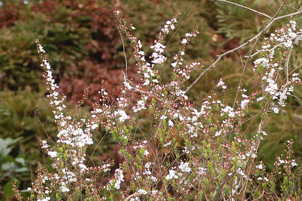 ユキヤナギの花
