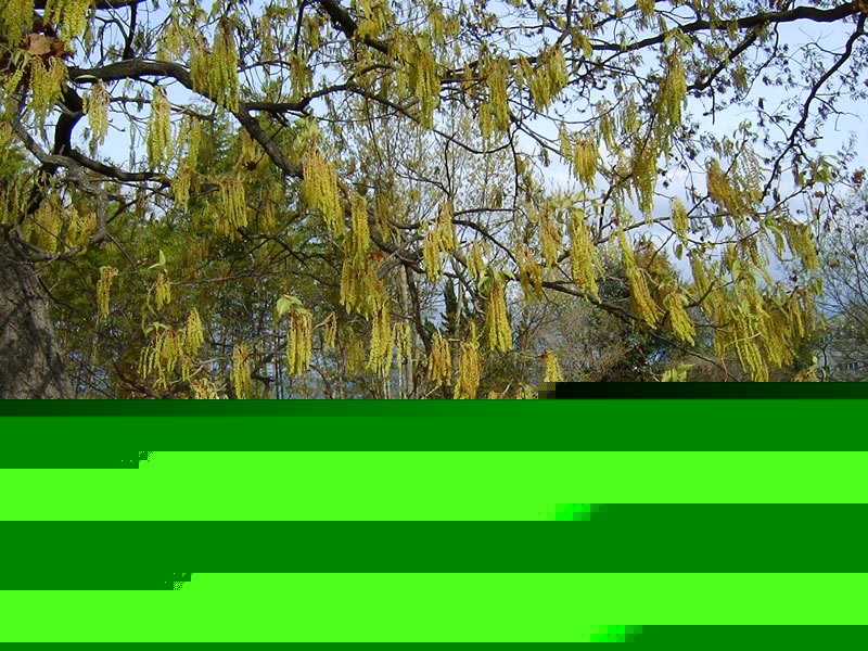 ʂ