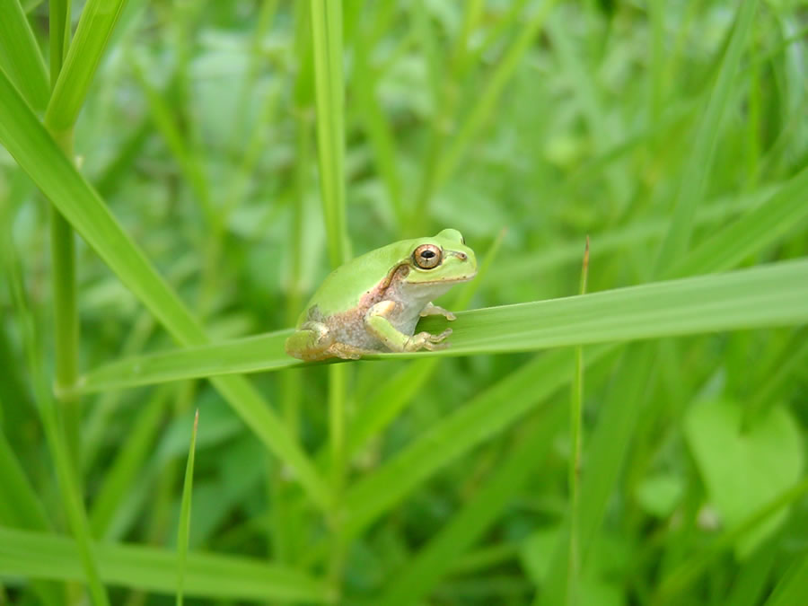 アマガエル