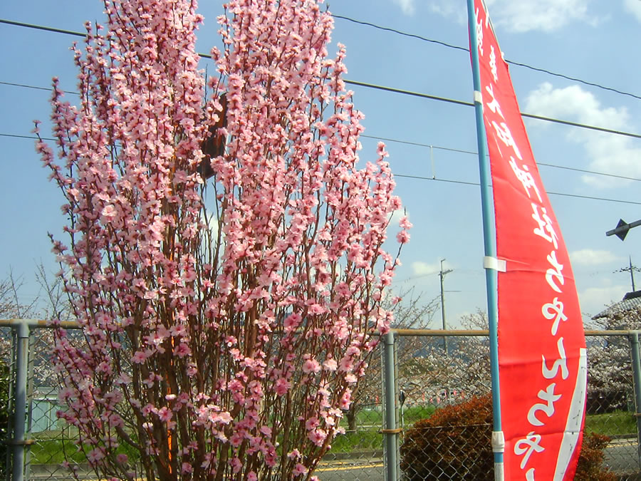桃の花