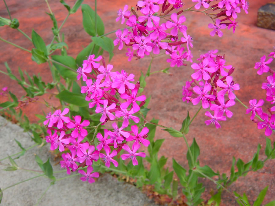 虫取撫子