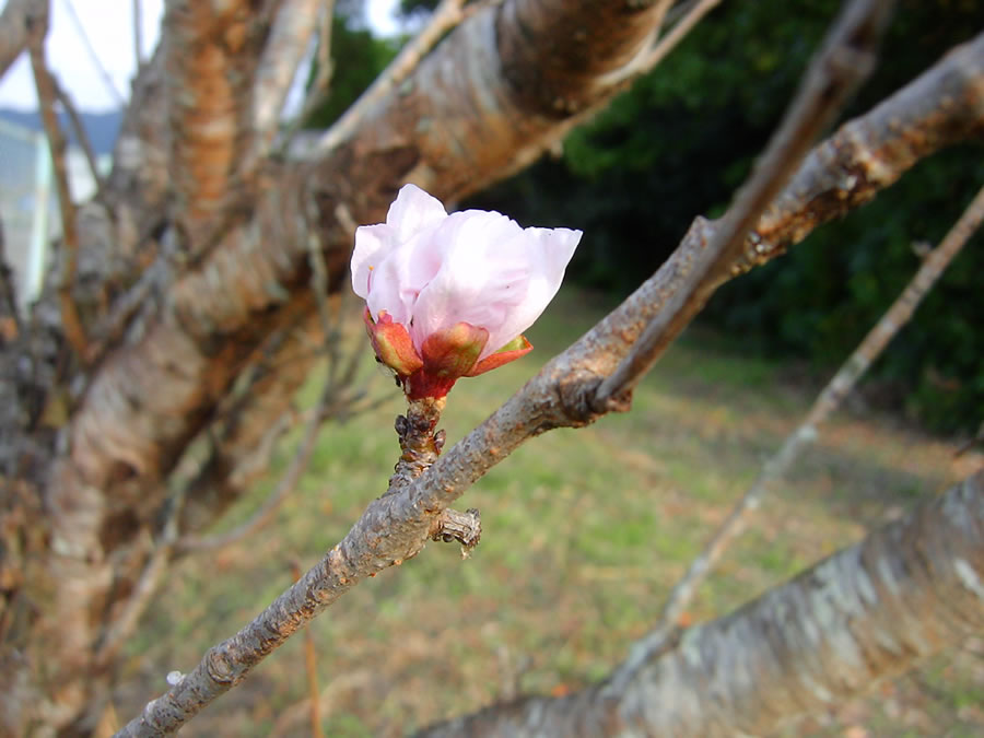 花桃の秋花