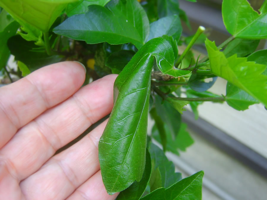 ハイビスカスの葉に青虫