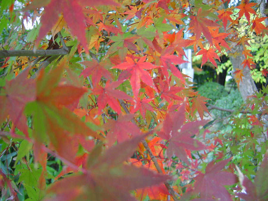 紅葉