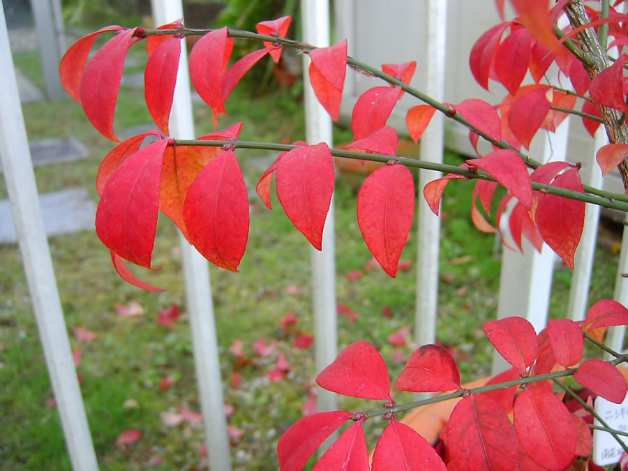 小真弓の紅葉