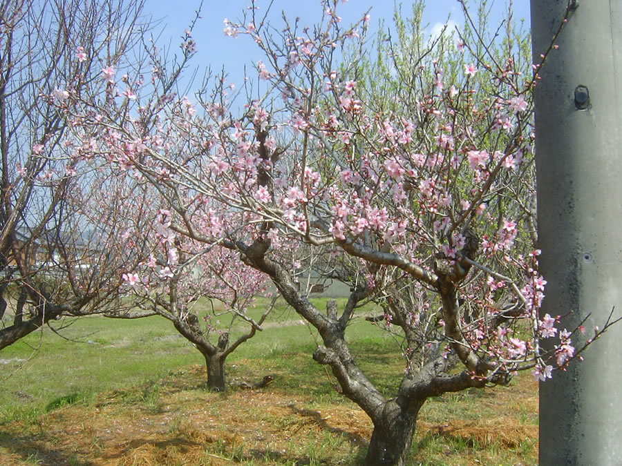 桃の花