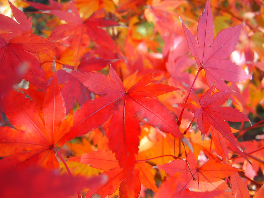 紅葉