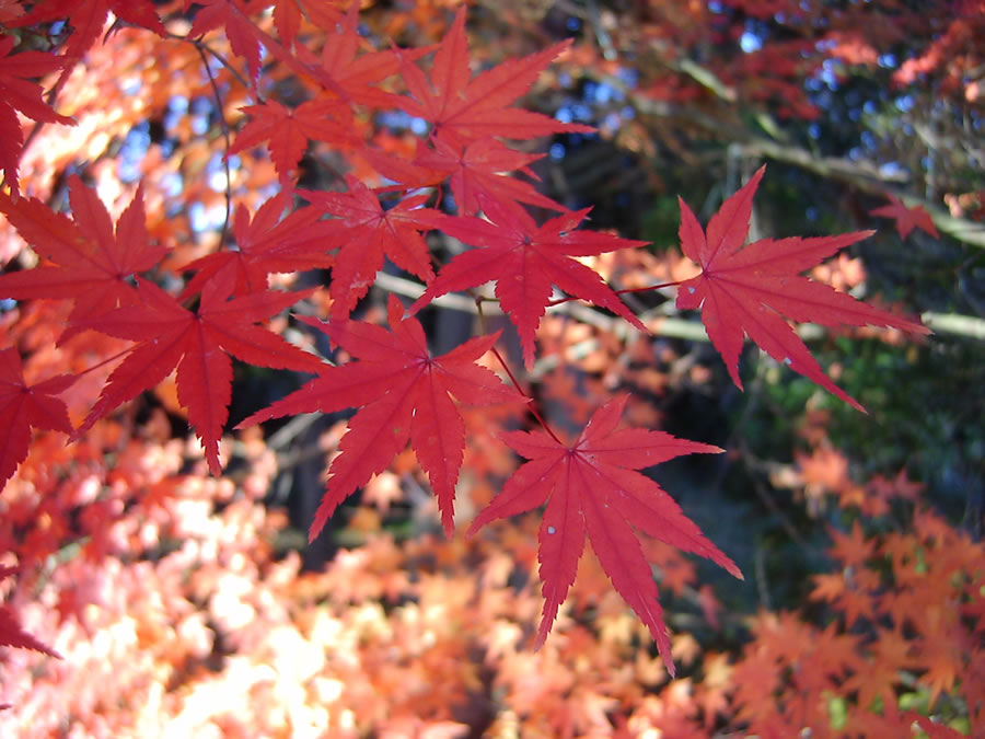 紅葉と赤とんぼ