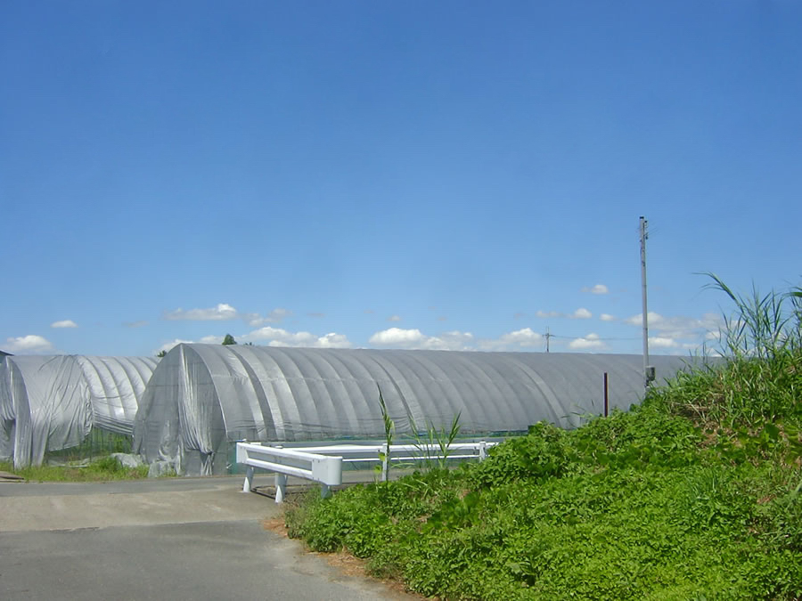 夏雲