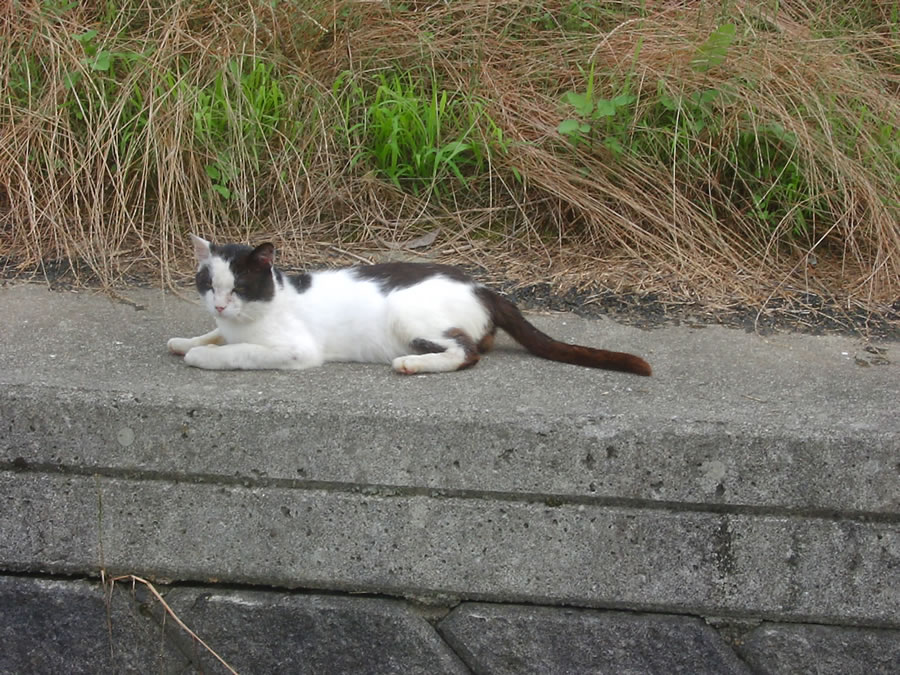 猫