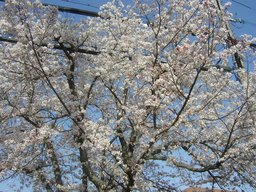 満開の桜