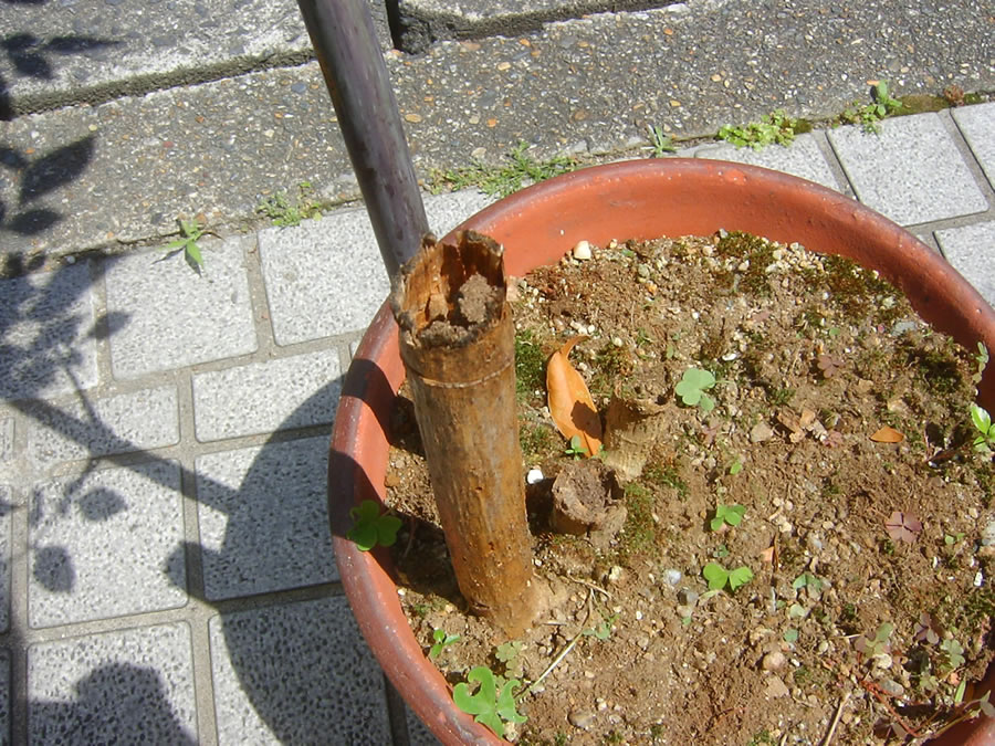 皇帝ダリア
