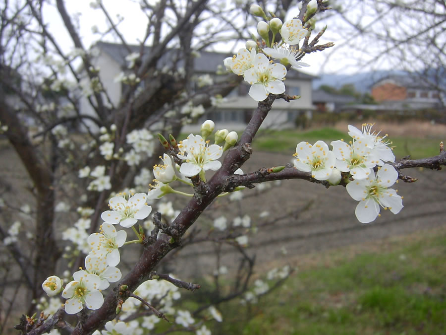 李の花