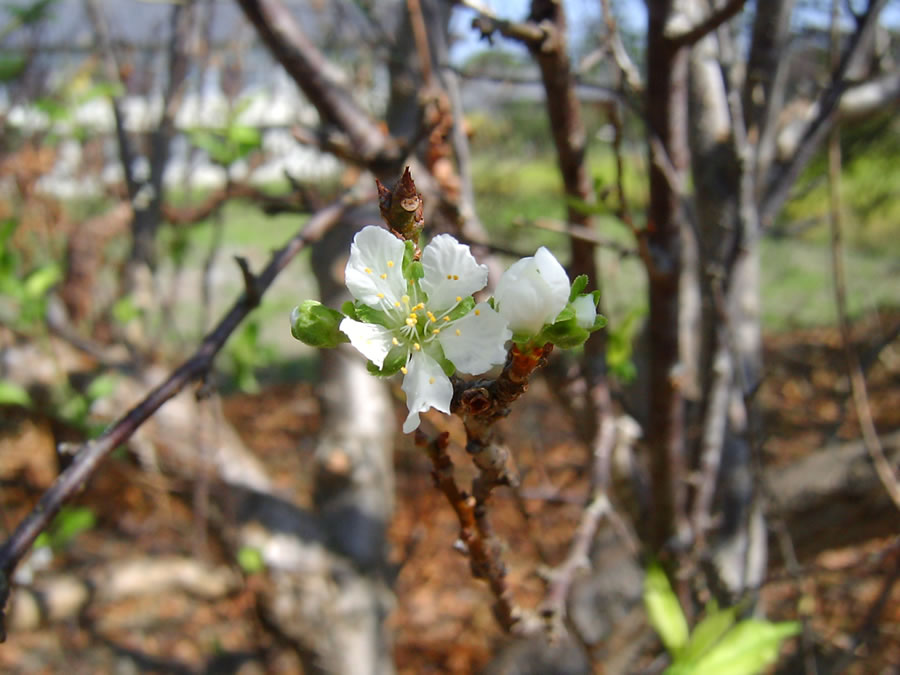 李の花