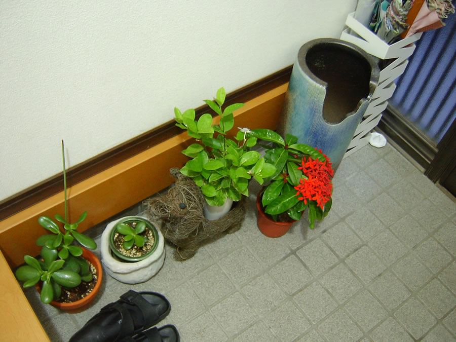 室内に避難させた鉢植え