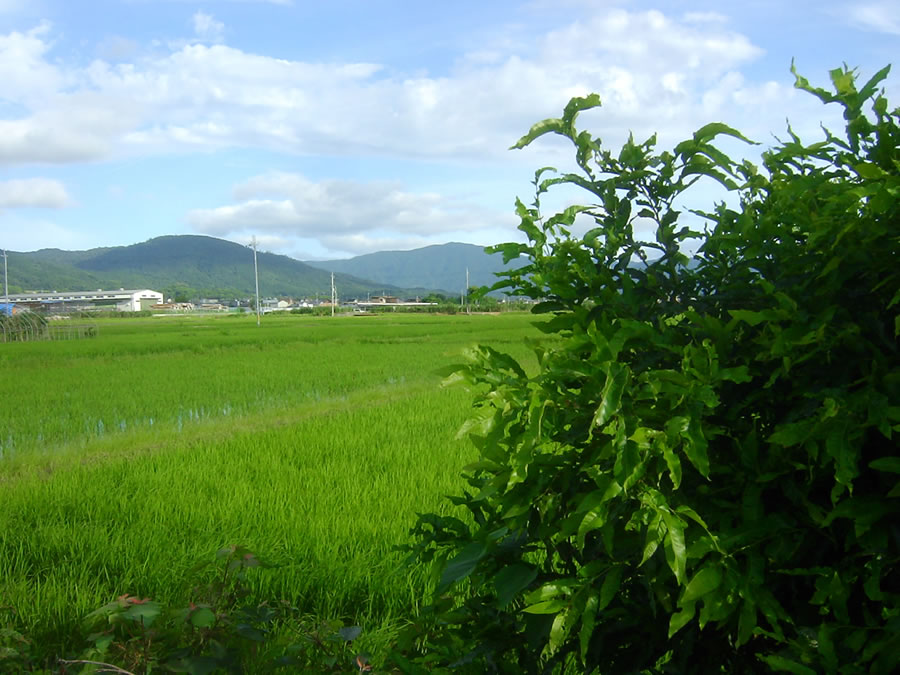 梅雨明け