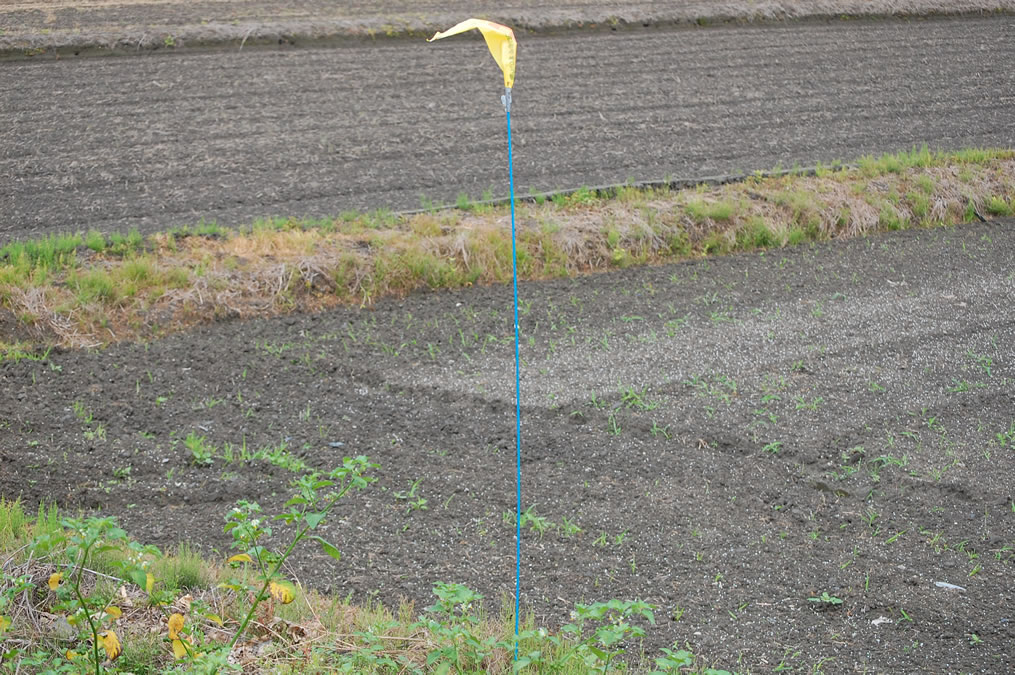 田んぼの謎の黄色い旗印