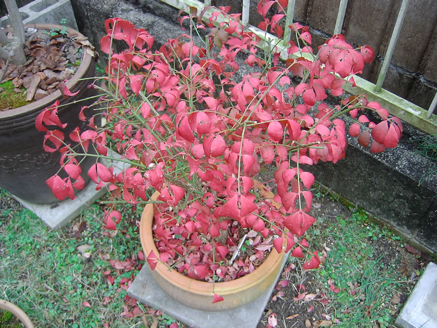 ニシキギコンパクタの紅葉