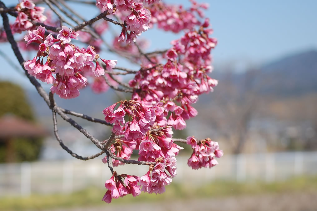 寒緋桜