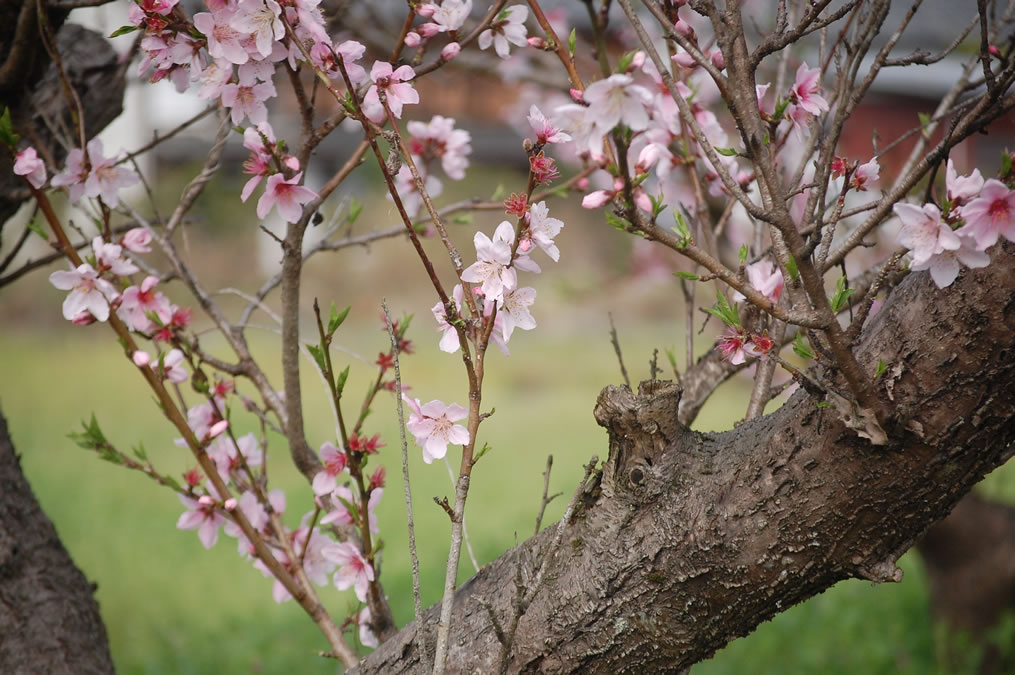 桃の花