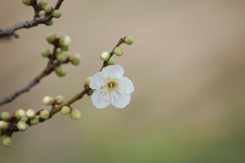 梅の花