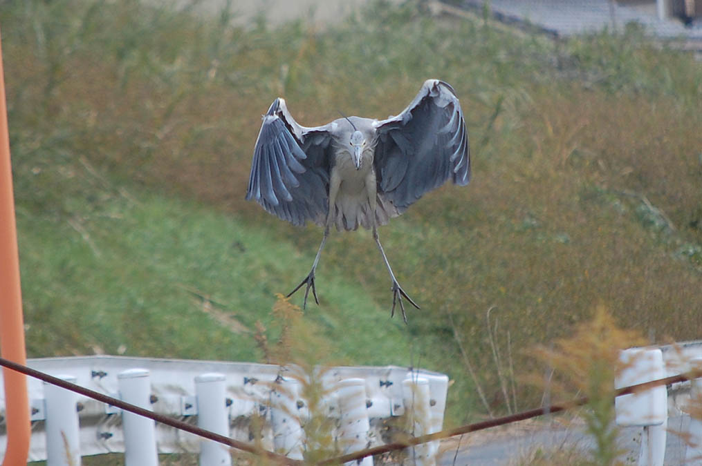 アオサギ