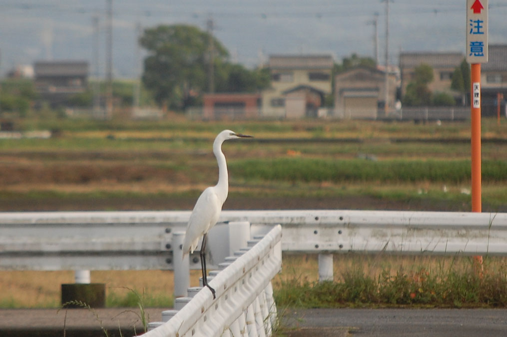 ダイサギ