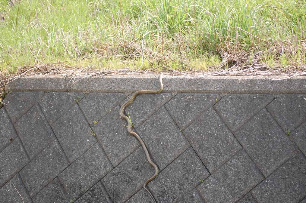 ヘビ