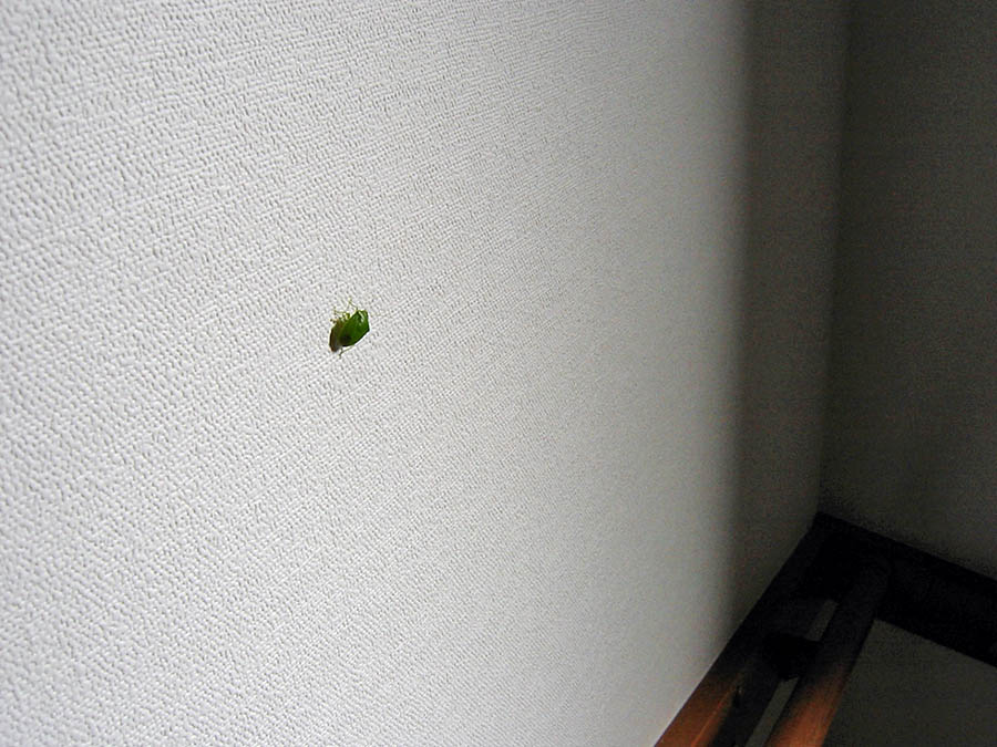 カメムシ