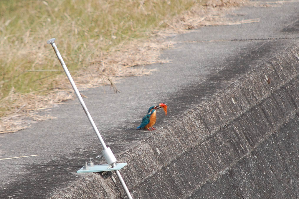 カワセミ