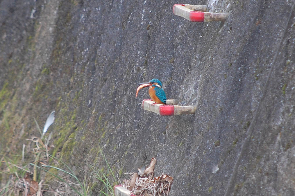 カワセミ