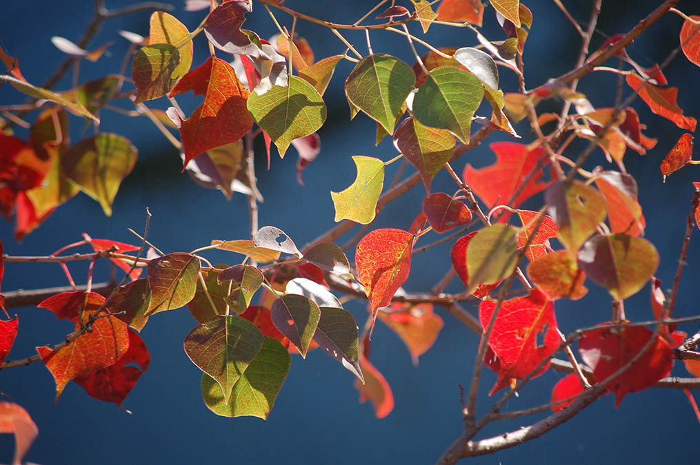 紅葉