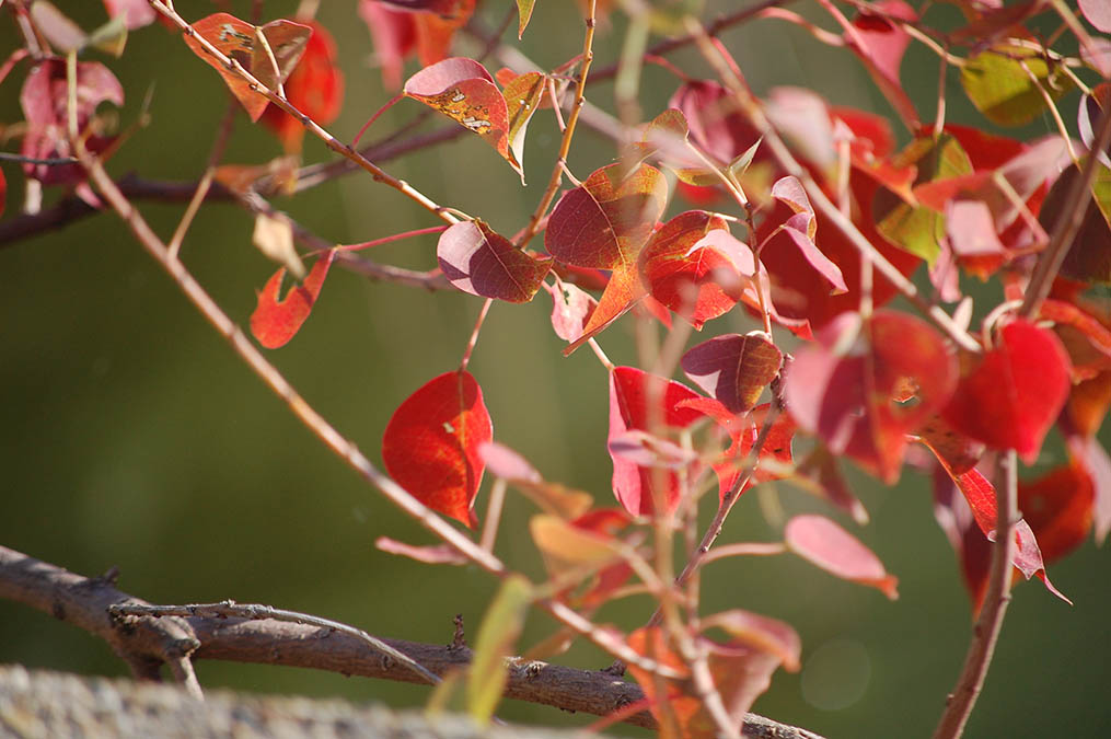 紅葉