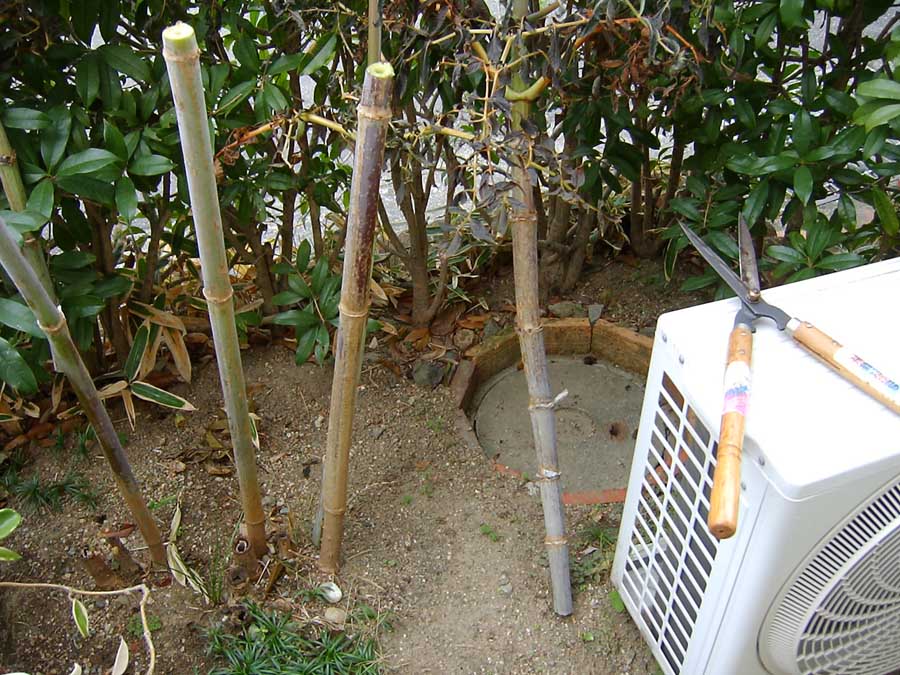 皇帝ダリアを切った