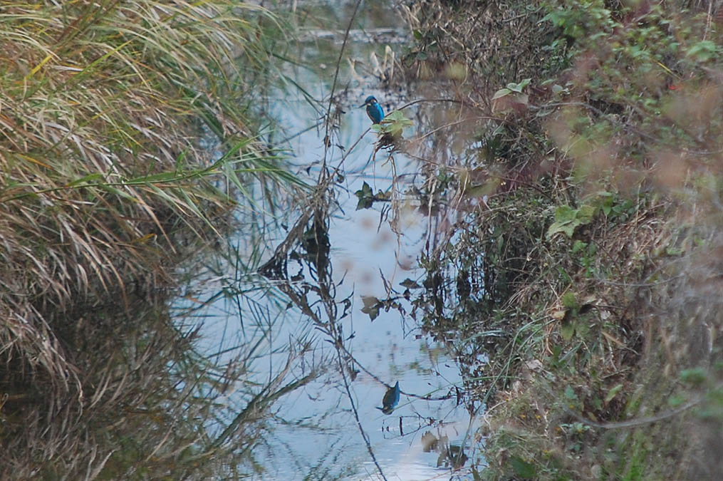 カワセミ