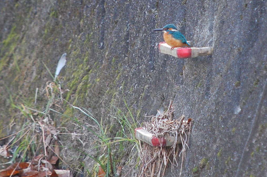カワセミ