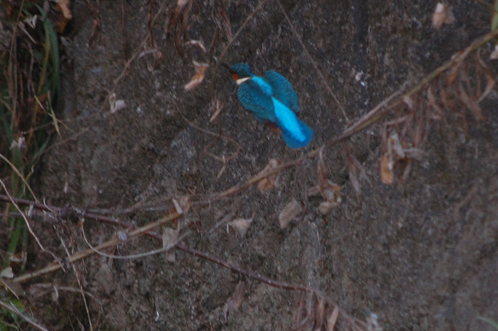 カワセミ