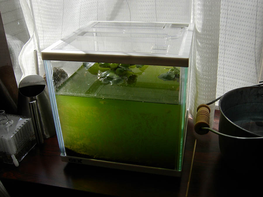 メダカの水槽の掃除と水換え