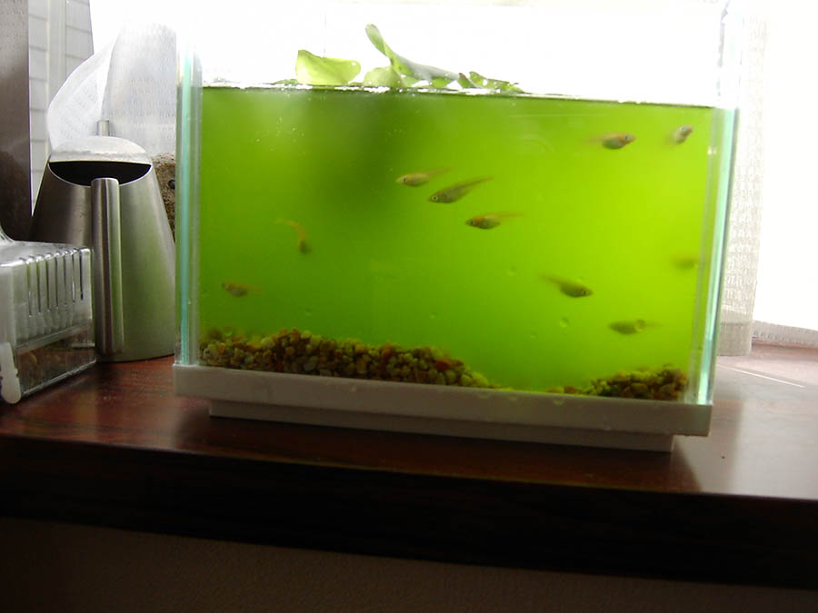 メダカの水槽の掃除と水換え