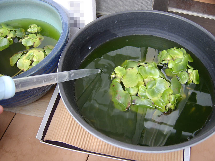 メダカの鉢に水を追加