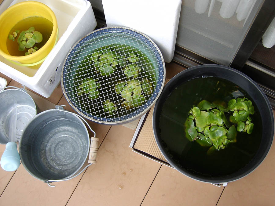 メダカの鉢に水を追加