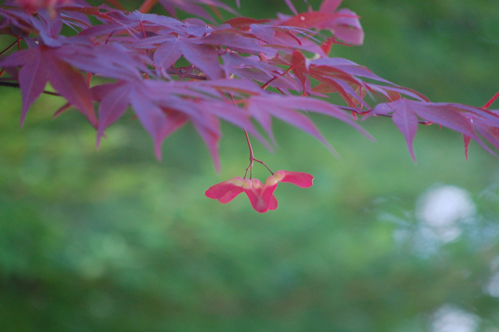 モミジの種