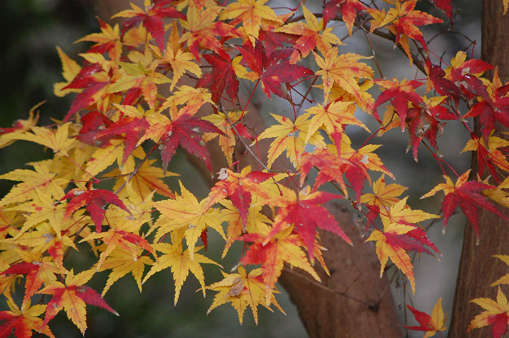 残紅葉