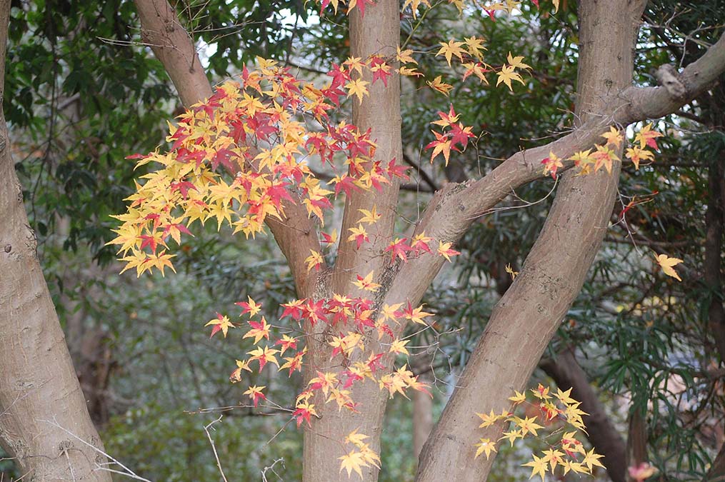残紅葉
