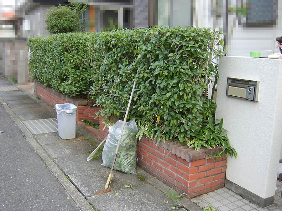 キンモクセイの生垣を剪定
