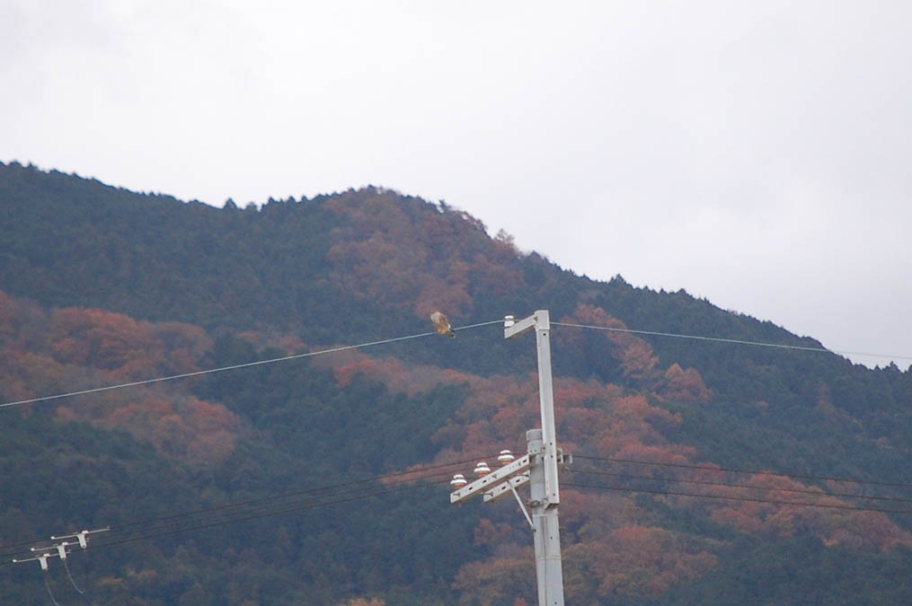 ノスリ