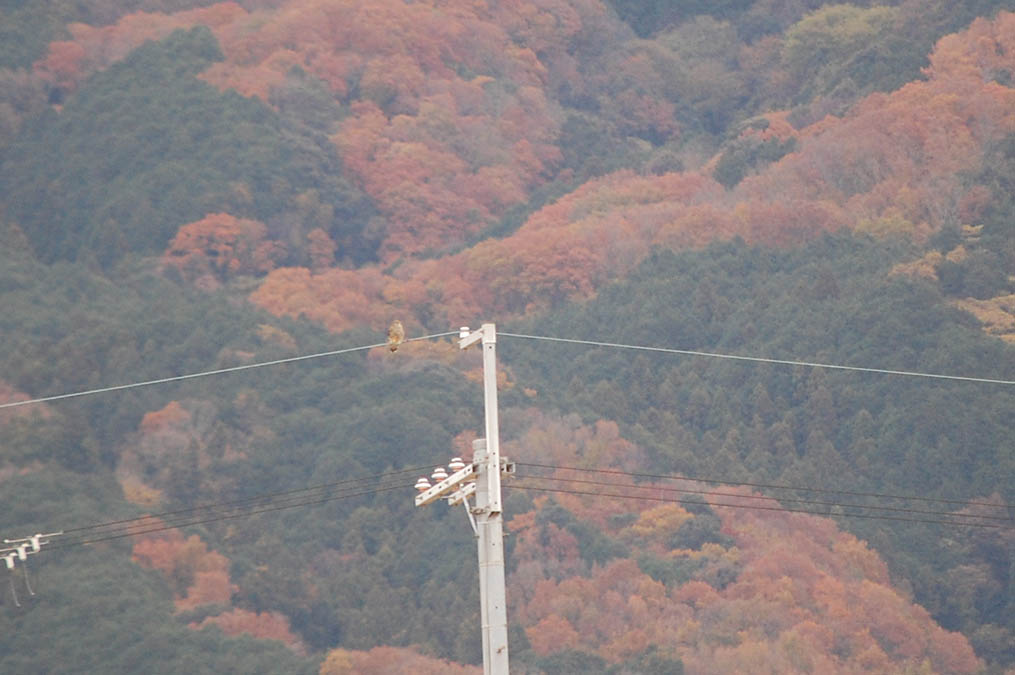 ノスリ